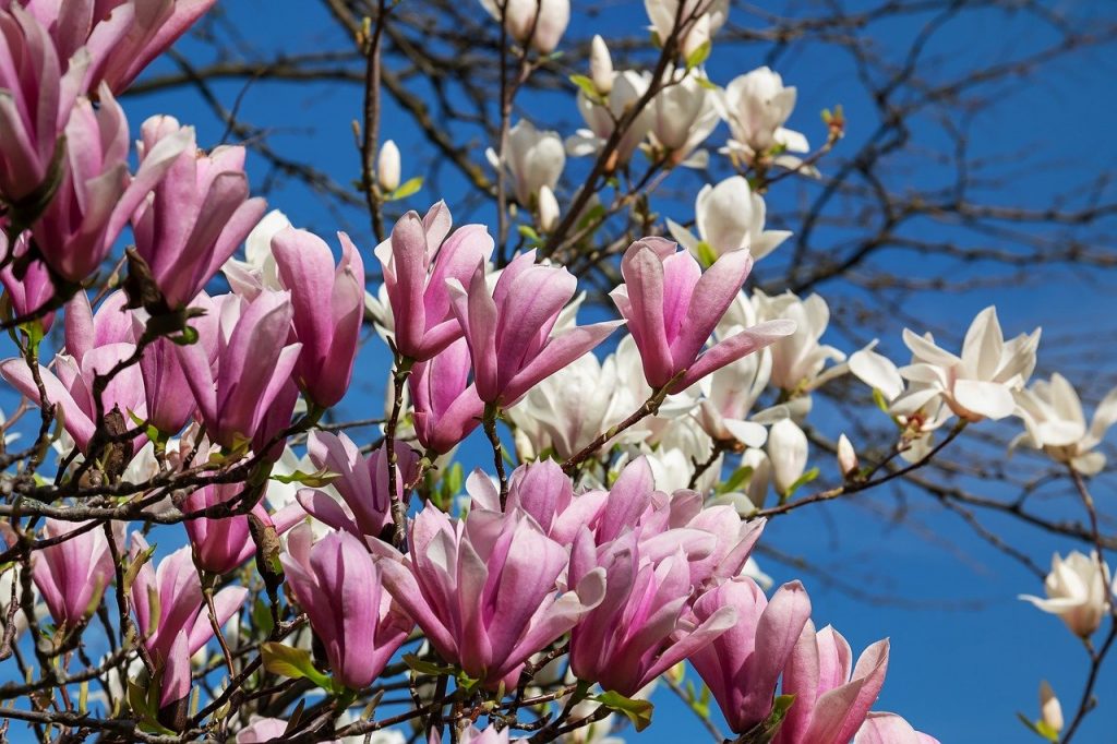 magnolia, flowers, pink