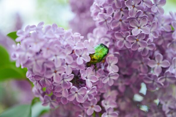 lilac, insect, bug-2310561.jpg